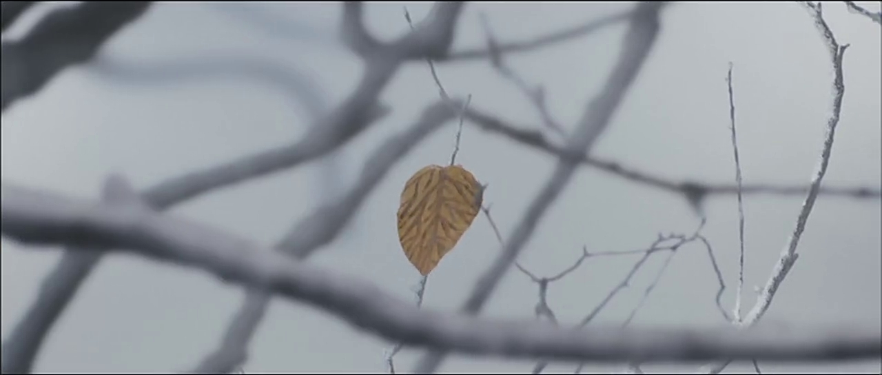 Lootera The Last Leaf