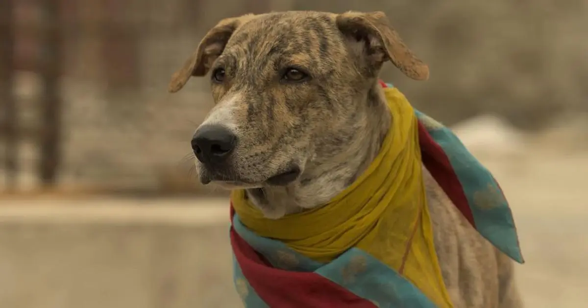 Ohh My Dog Film Review Filmy Sasi